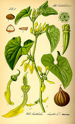 ARISTOLOCHIA CLEMATITIS